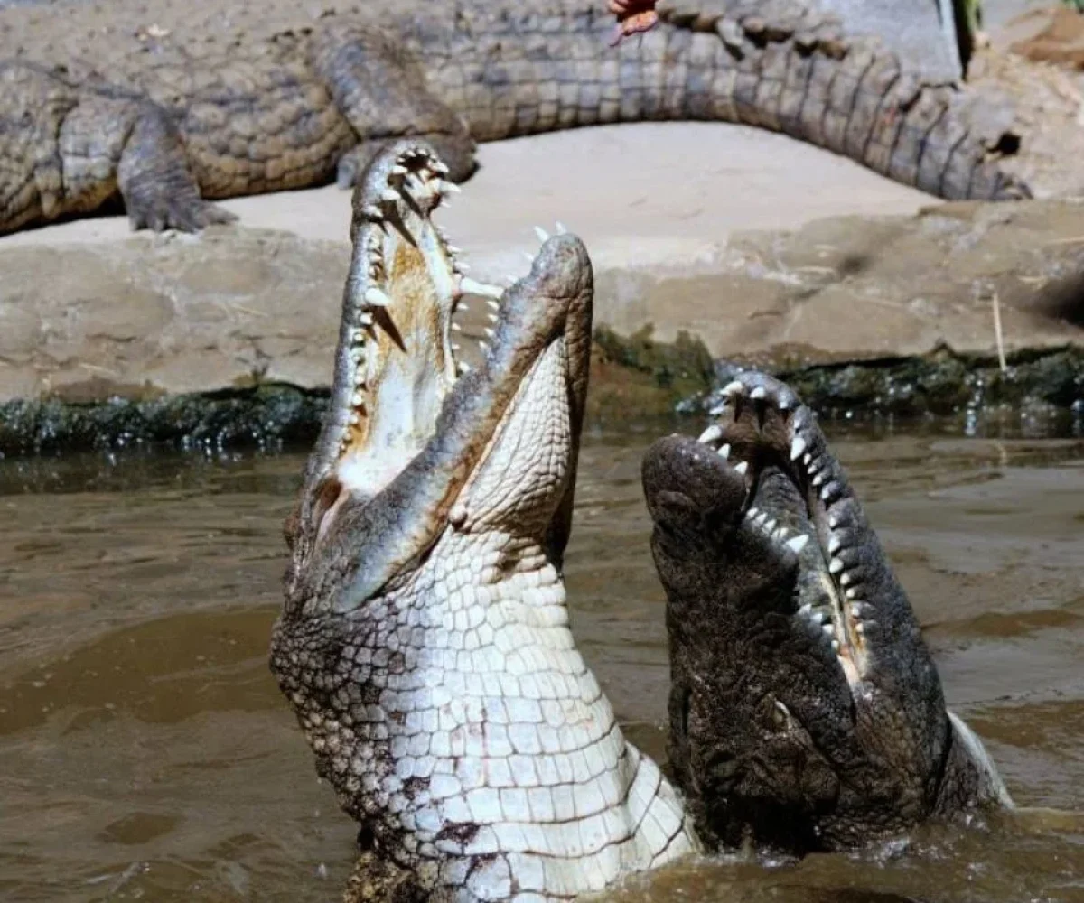 Crocodile feeding demonstration at La Vanille Nature Park