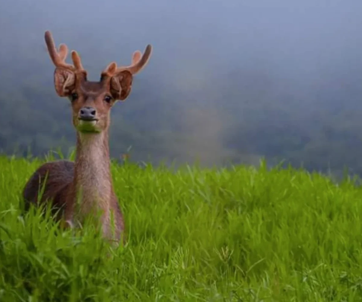Java deer grazing in open grassland in the south of Mauritius