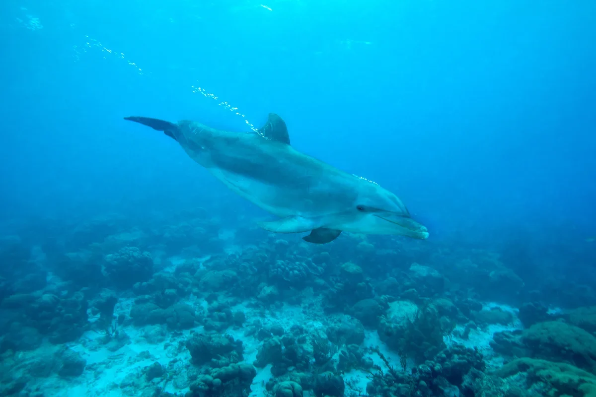 Dolphins swimming in the bay off Tamarin on the west coast of Mauritius