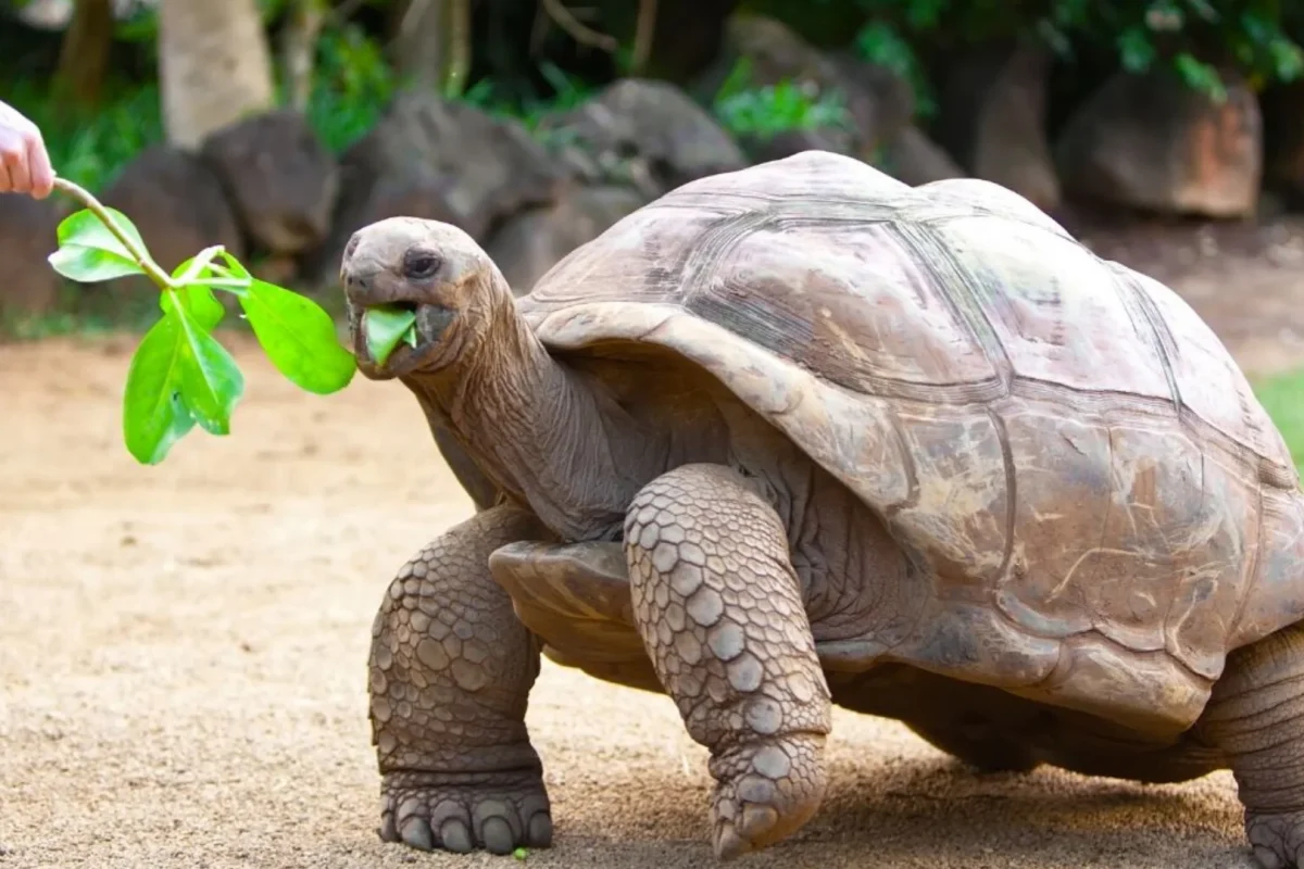 Aldabra giant tortoises being fed at La Vanille Nature Park in southern Mauritius