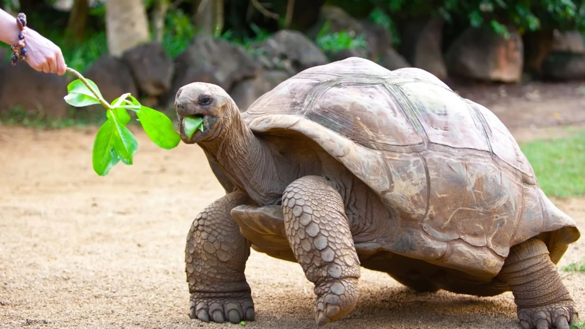 Aldabra giant tortoises being fed at La Vanille Nature Park in southern Mauritius