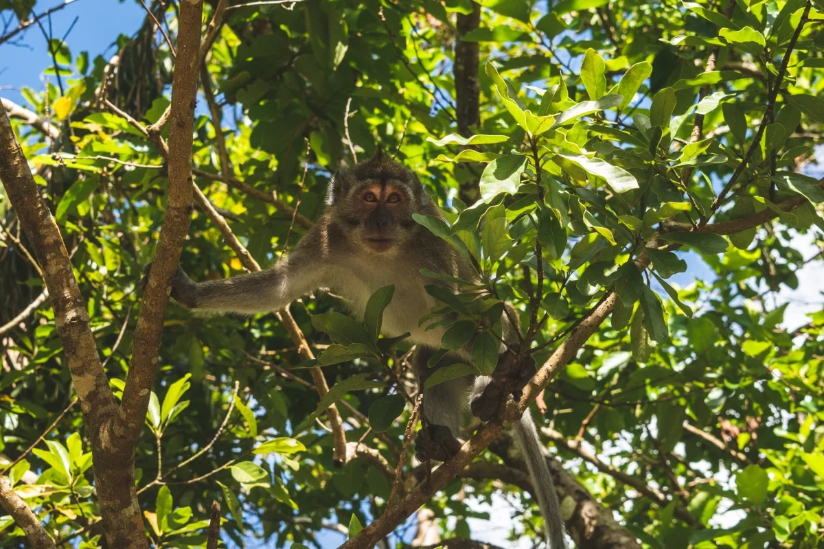 monkey-black-river-gorge