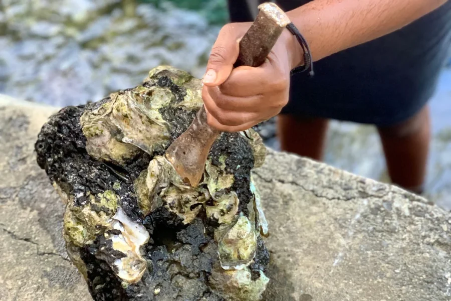 Oyster shelling and tasting mauritius