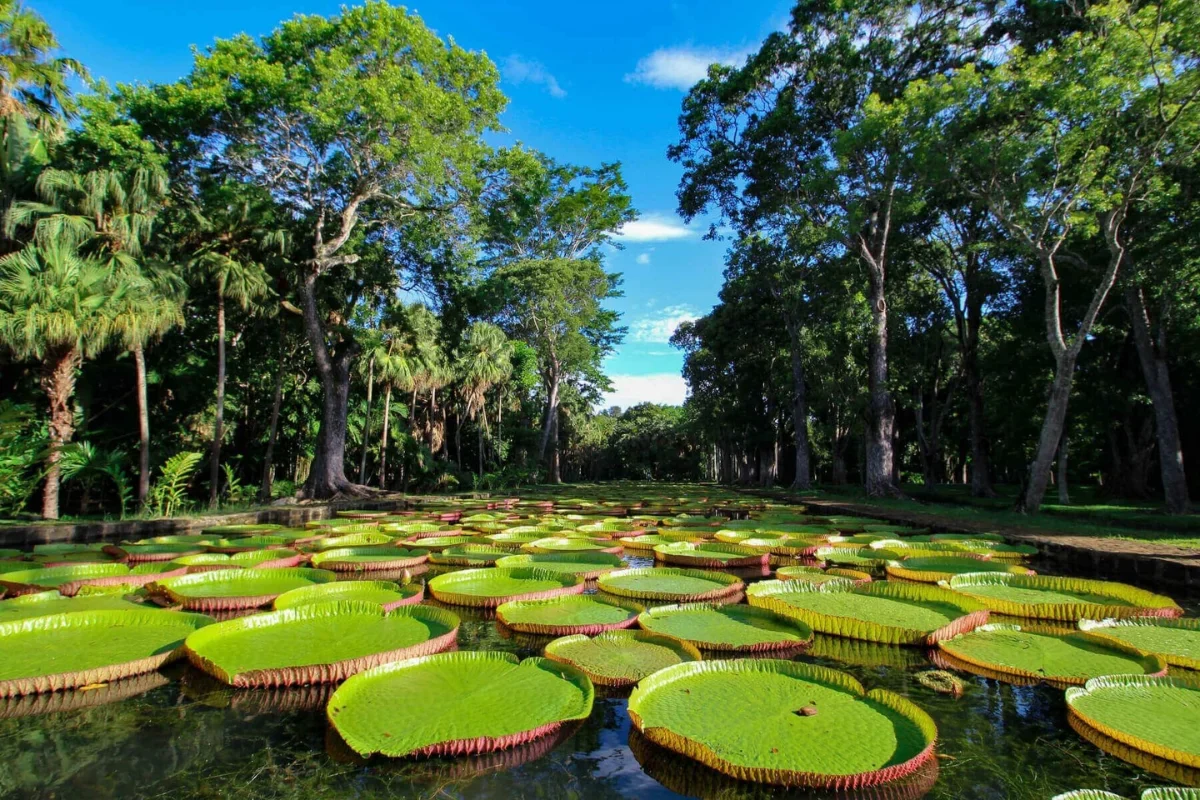 Palm avenue at the Sir Seewoosagur Ramgoolam Botanic Garden, Pamplemousses