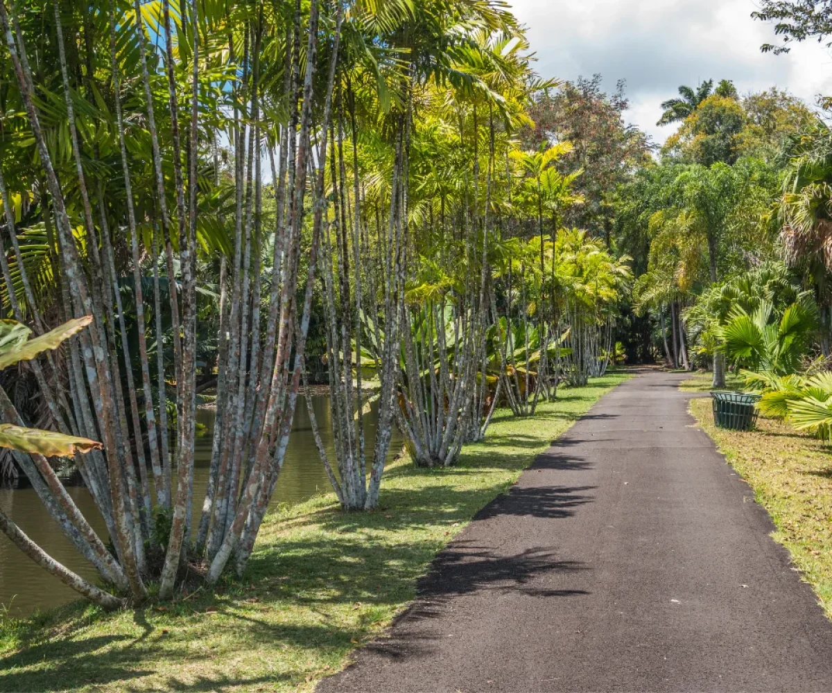 Shaded walkways between the plant collections at Pamplemousses Botanical Garden