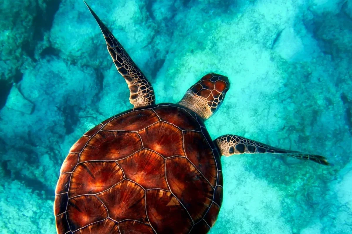 A sea turtle over coral in a northern Mauritian lagoon