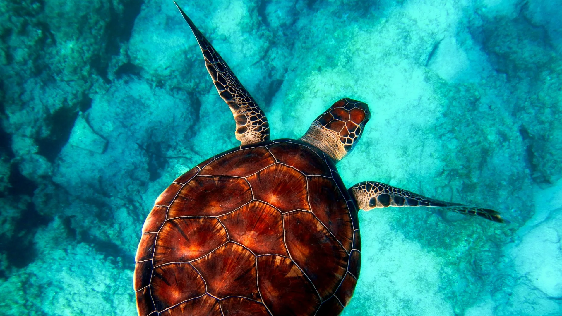 swim with turtles mauritius