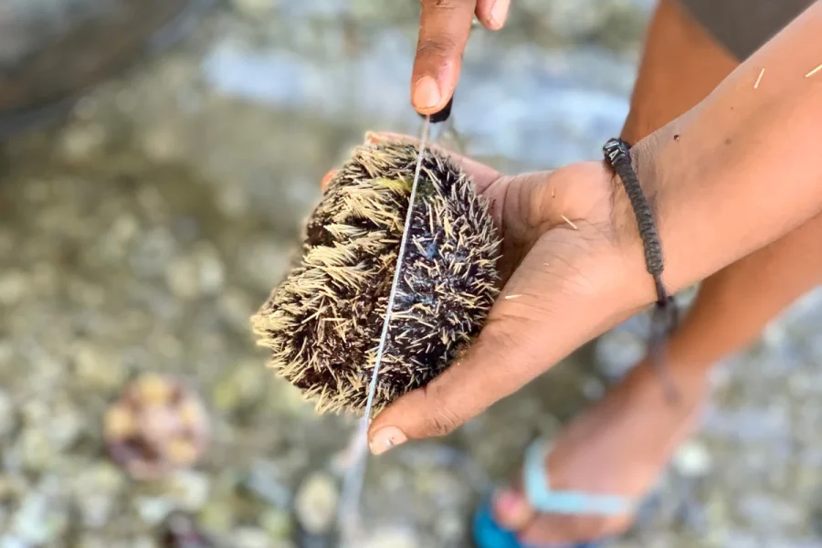 sea urchins mauritius