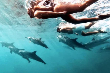 Swim with Dolphins & Benitiers Island