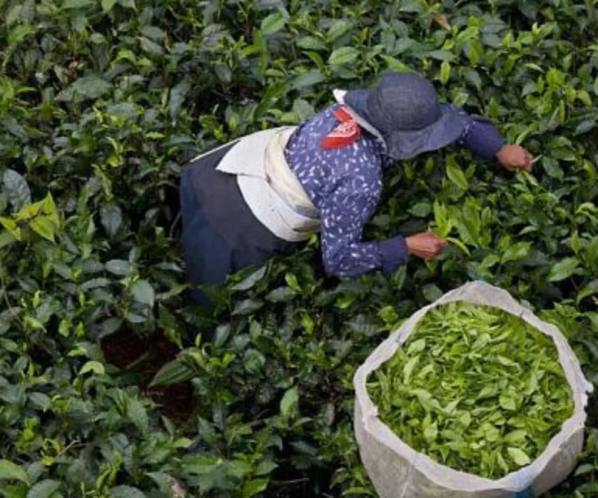 A tea picker harvesting leaves by hand on the Bois Chéri plantation