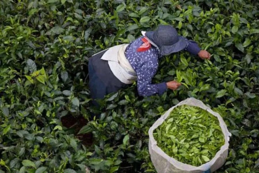 tea harvest at bois cheri tea plantation