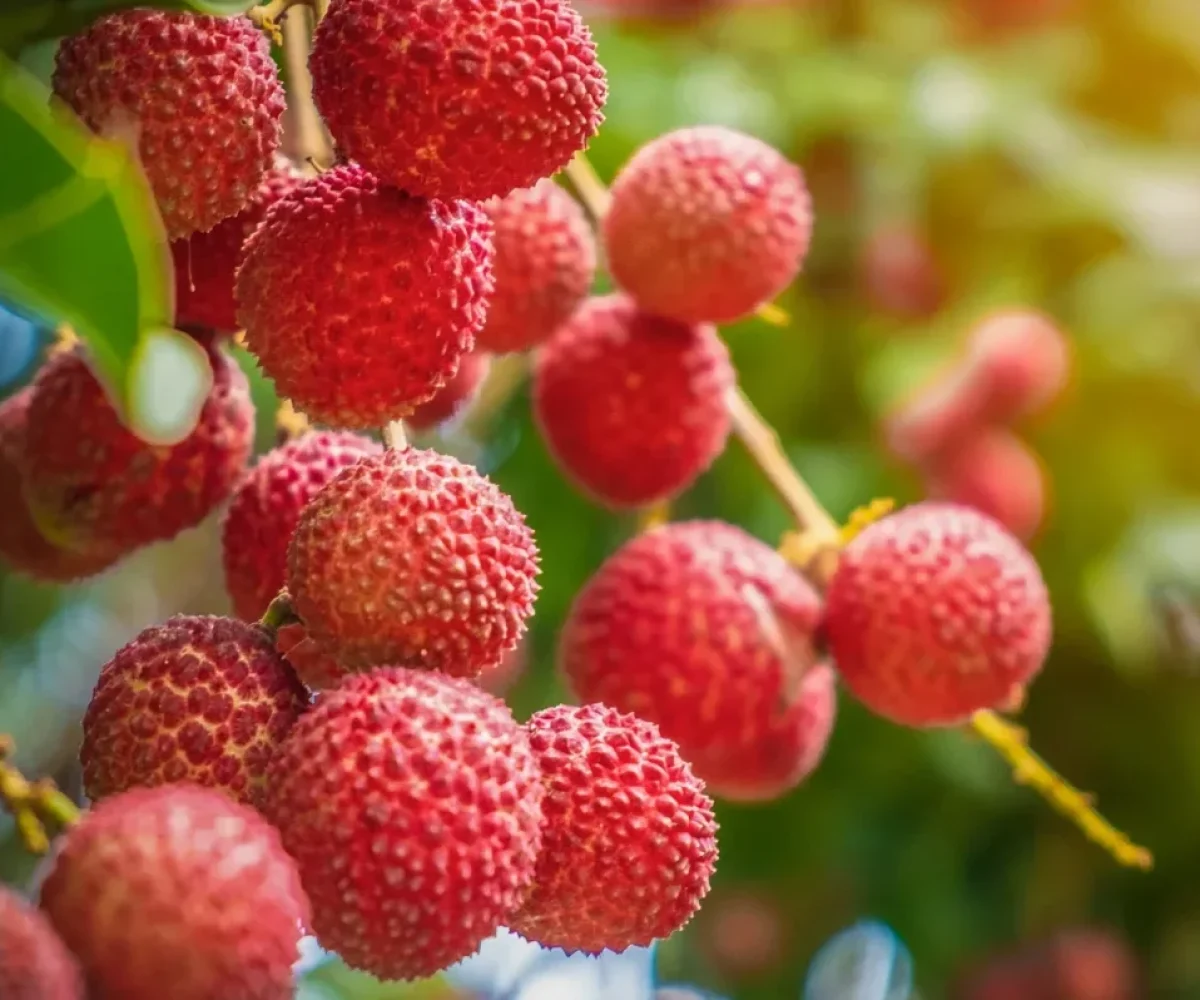 Ripe lychees on the branch, the fruit used for wine at Takamaka Boutique Winery