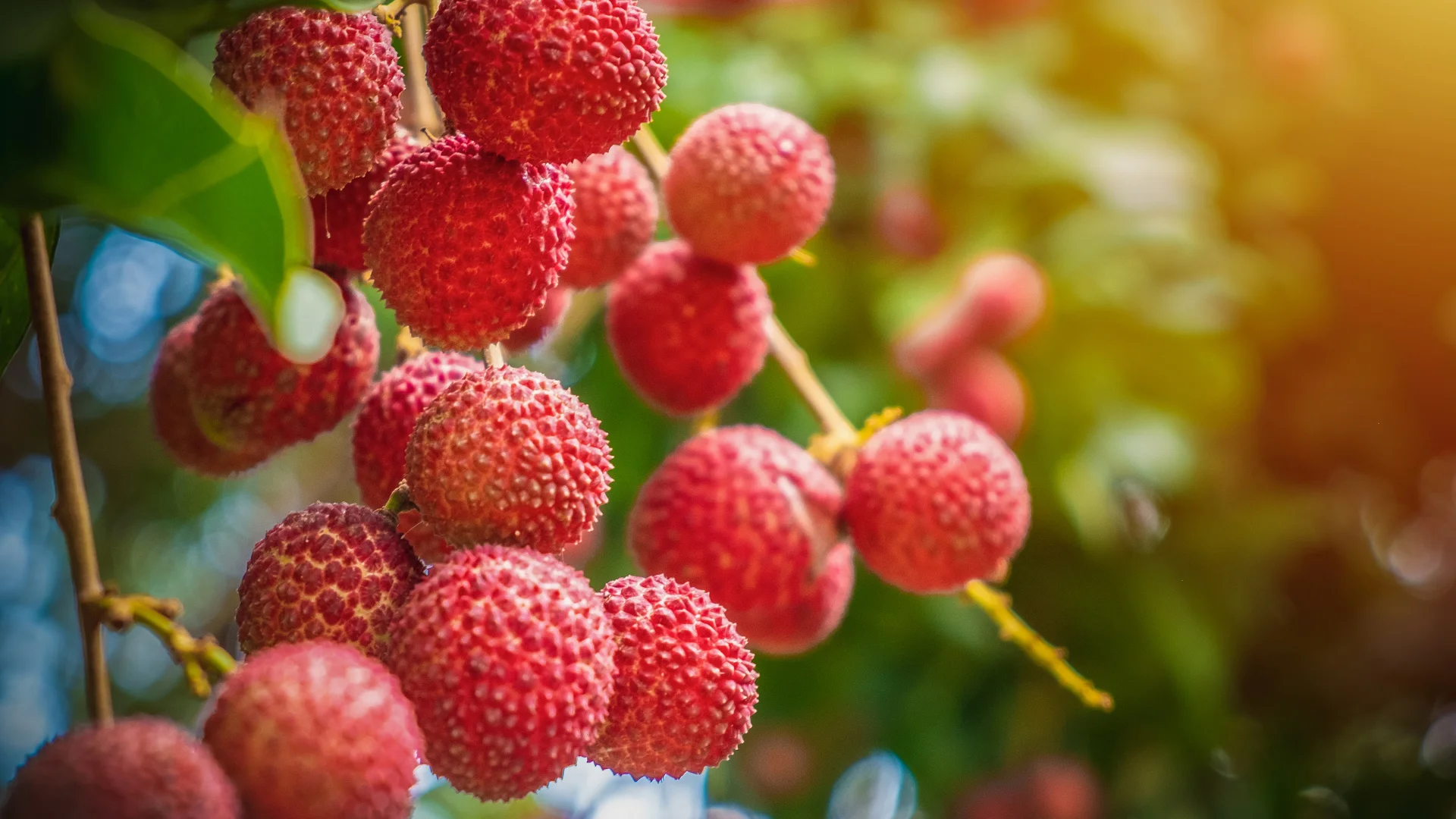 Fresh lychees, the fruit used to make wine at Takamaka Boutique Winery