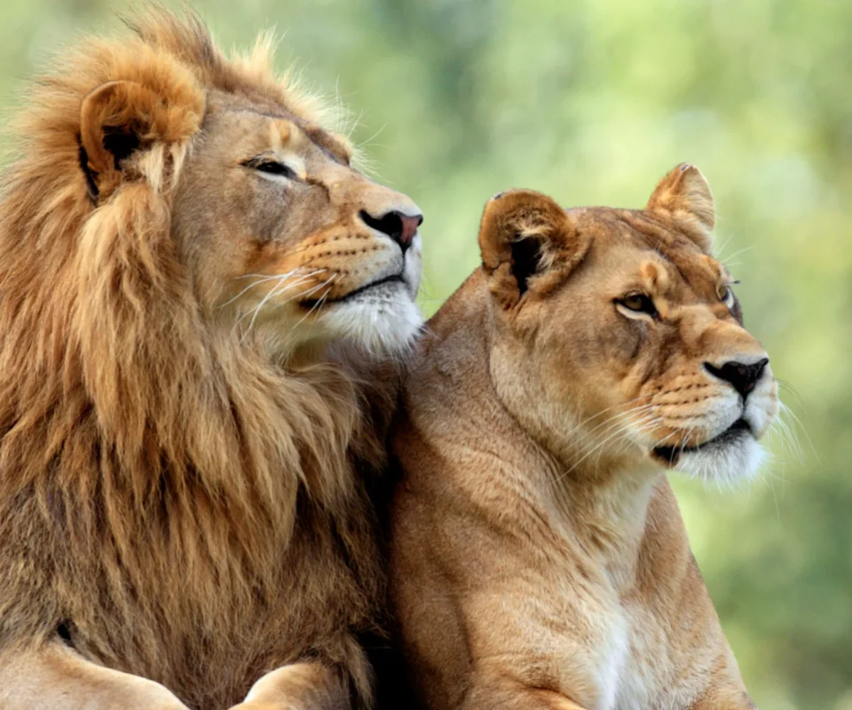 Supervised walk with lions at Casela Nature Park in Mauritius