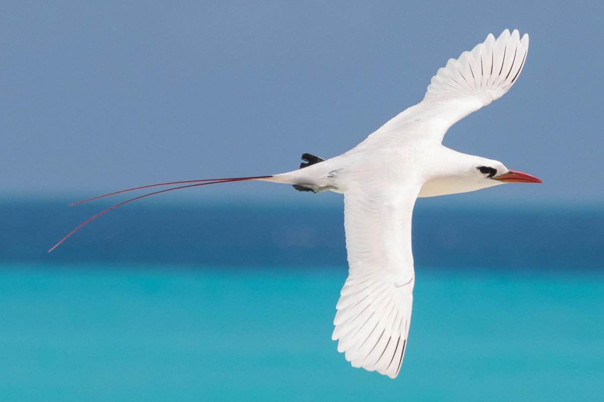 Red and White tailed Tropicbird
