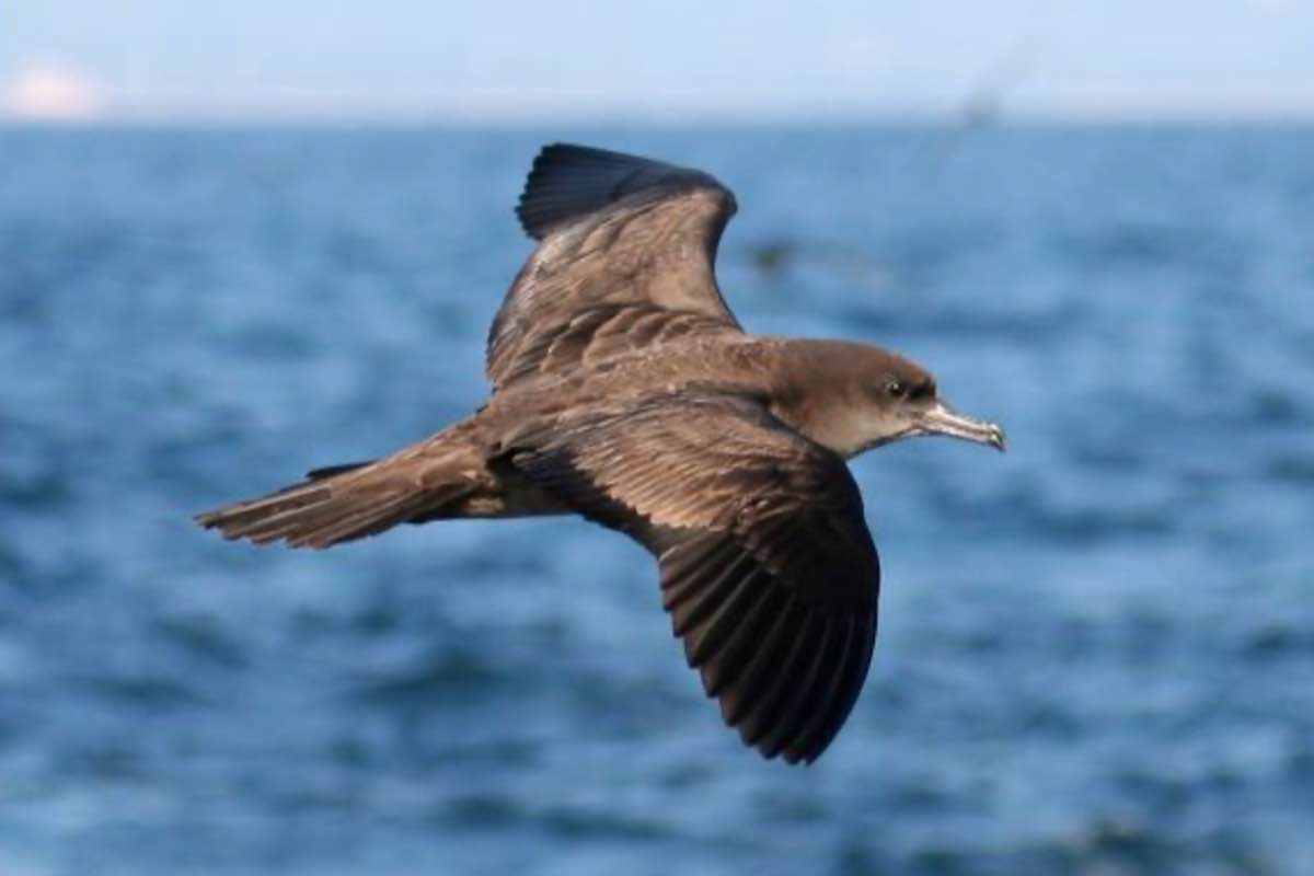 Wedge tailed shearwater​
