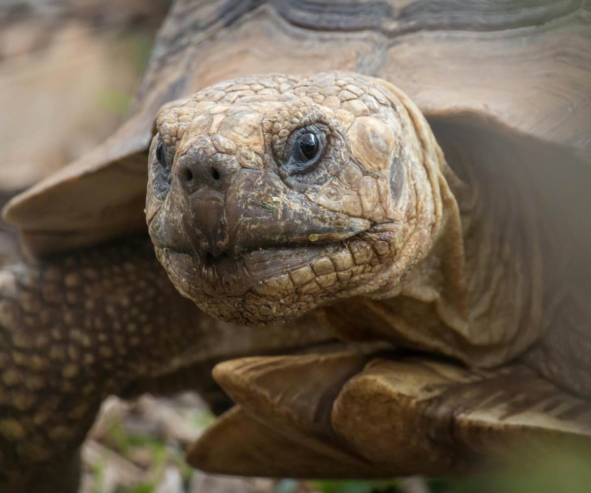 Aldabra giant tortoises in the tortoise park inside the Chamarel Geopark