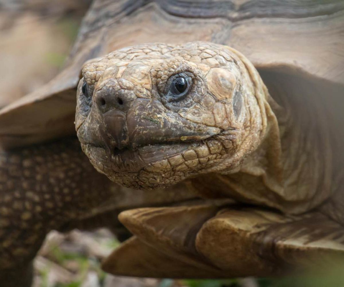 Giant tortoises in the shaded enclosure at La Vanille Nature Park