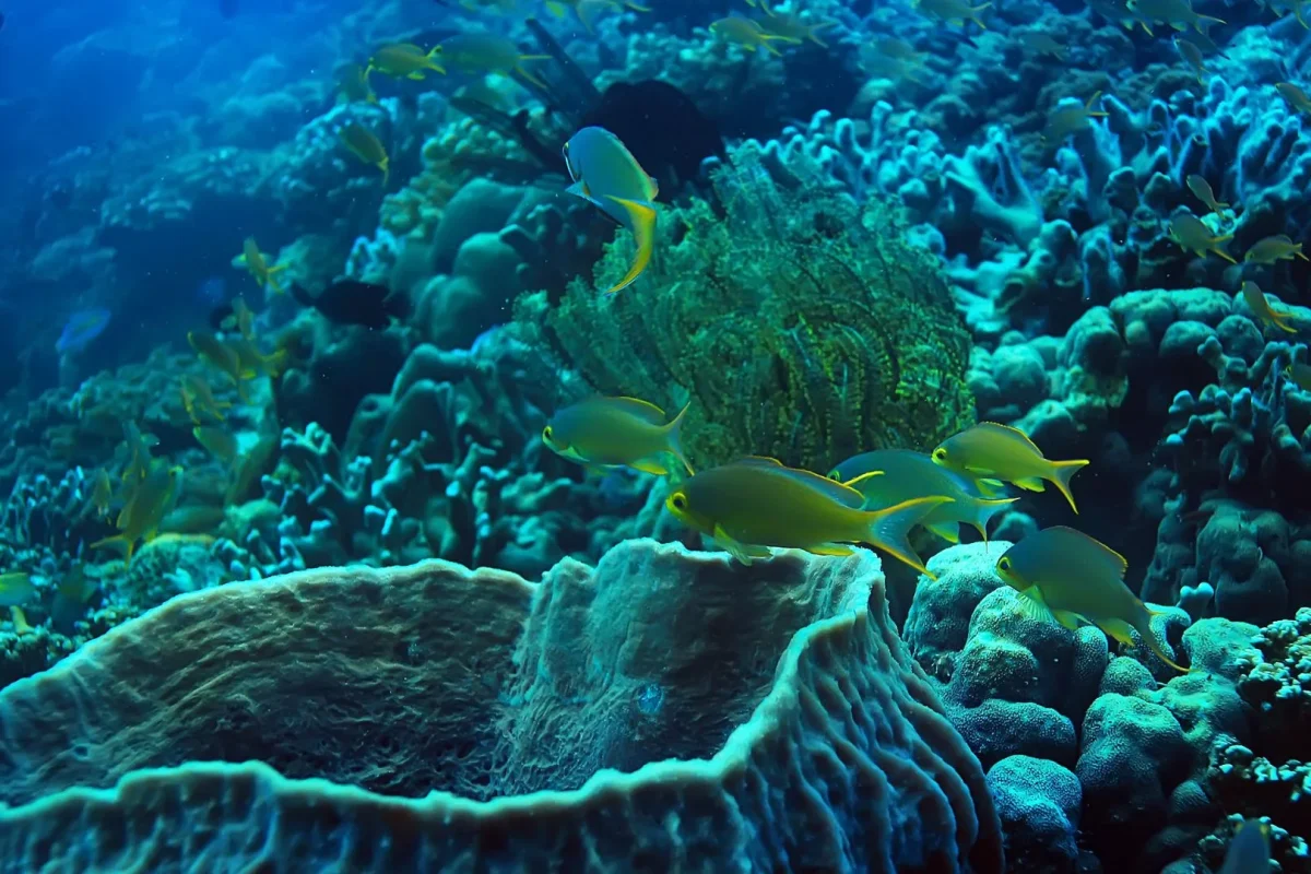 balaclava-marine-park