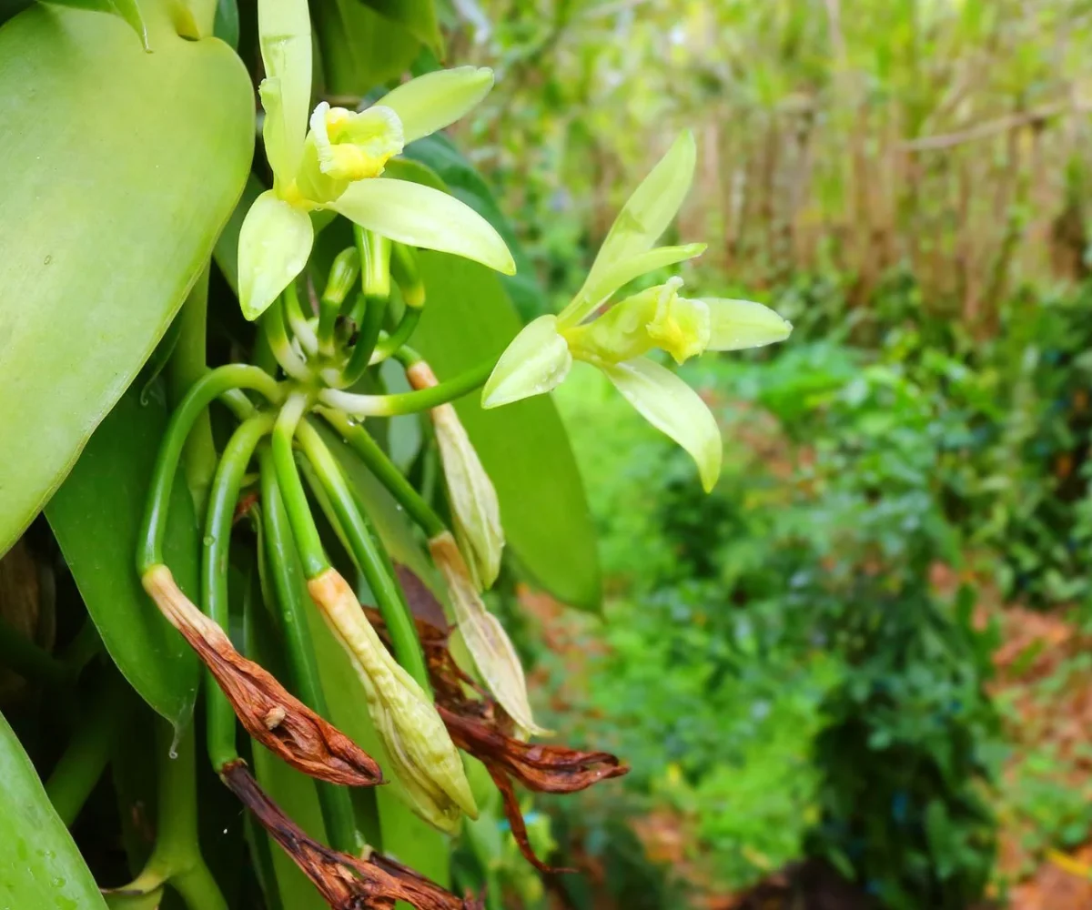 Vanilla pods curing at the vanilla house on the Saint Aubin estate