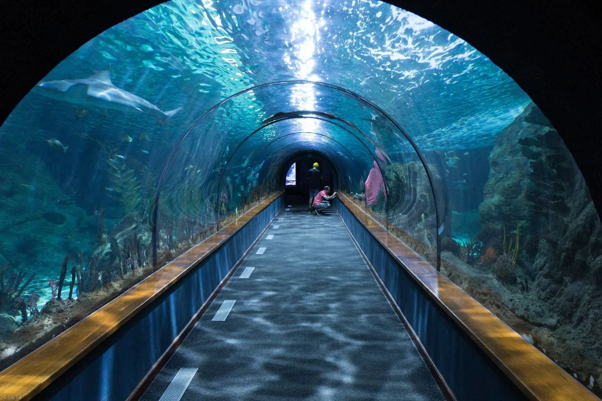 Odysseo aquarium mauritius