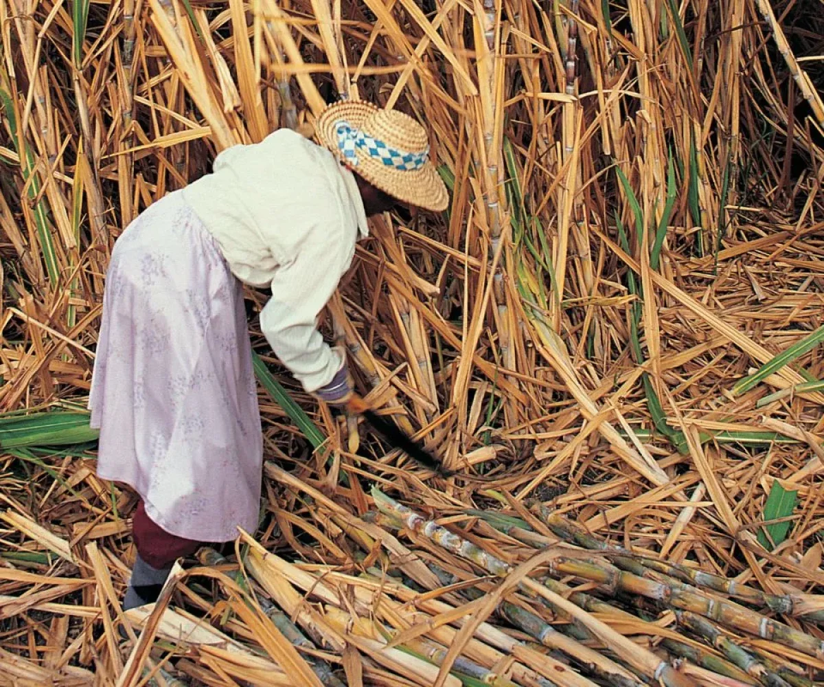 Sugarcane being cut by hand during the Mauritian harvest