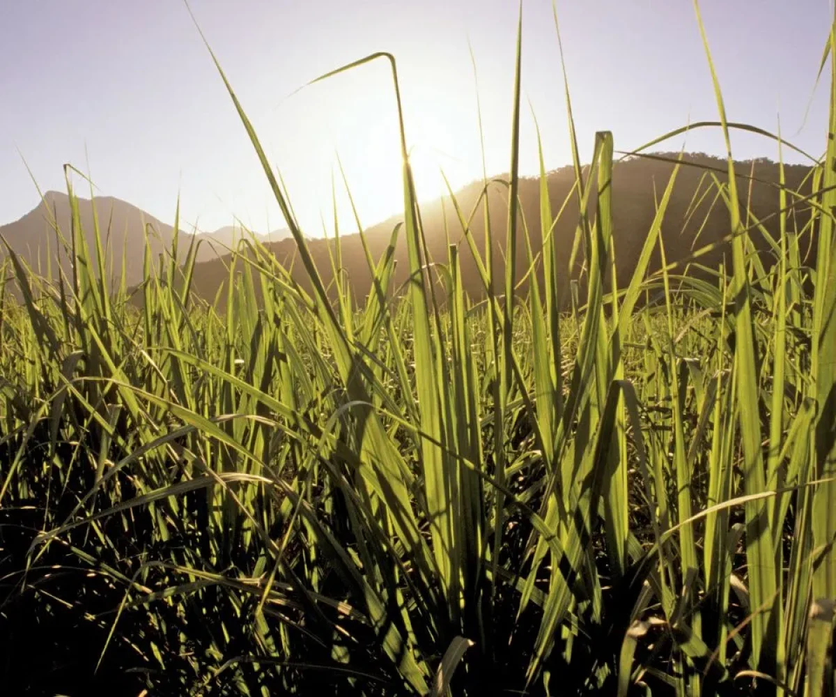 Sugarcane plantations covering the plains of Mauritius