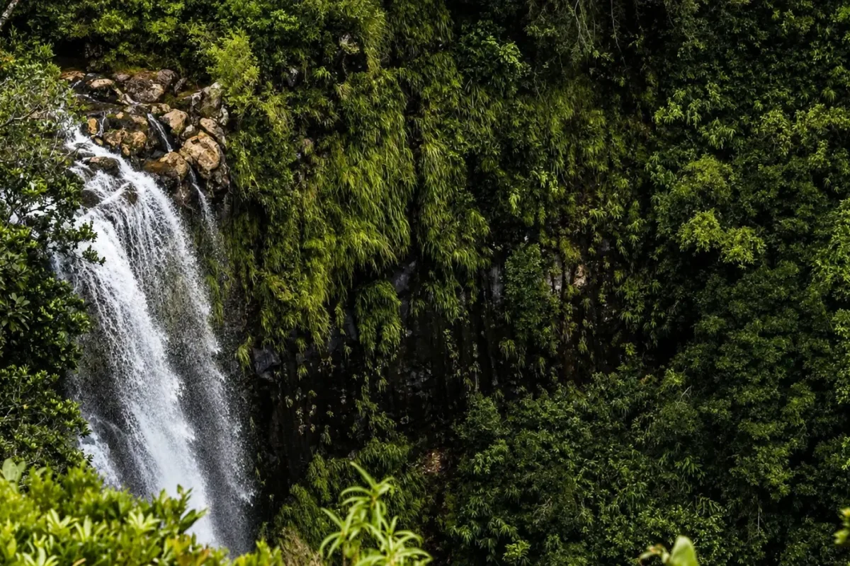 Alexandra Falls dropping through rainforest in Black River Gorges National Park